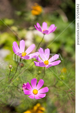 RF photo - flower festival, buckwheat flower, cosmos, sunflower, blue sky, beautiful scenery 143 RF photo - flower festival, buckwheat flower, cosmos, sunflower, blue sky, beautiful scenery 143 37204842