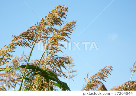 RF photo - flower festival, buckwheat flower, cosmos, sunflower, blue sky, beautiful scenery 146 RF photo - flower festival, buckwheat flower, cosmos, sunflower, blue sky, beautiful scenery 146 37204844