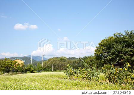 RF photo - flower festival, buckwheat flower, cosmos, sunflower, blue sky, beautiful scenery 148 RF photo - flower festival, buckwheat flower, cosmos, sunflower, blue sky, beautiful scenery 148 37204846