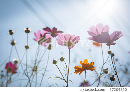 RF photo - flower festival, buckwheat flower, cosmos, sunflower, blue sky, beautiful scenery 150 RF photo - flower festival, buckwheat flower, cosmos, sunflower, blue sky, beautiful scenery 150 37204850