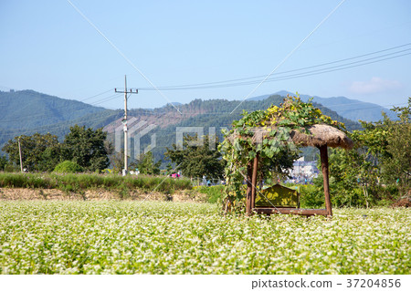 RF photo - flower festival, buckwheat flower, cosmos, sunflower, blue sky, beautiful scenery 144 RF photo - flower festival, buckwheat flower, cosmos, sunflower, blue sky, beautiful scenery 144 37204856