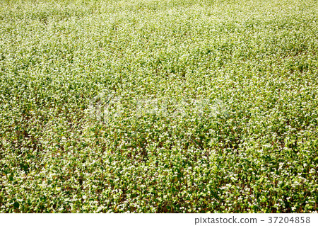 RF photo - flower festival, buckwheat flower, cosmos, sunflower, blue sky, beautiful scenery 142 RF photo - flower festival, buckwheat flower, cosmos, sunflower, blue sky, beautiful scenery 142 37204858