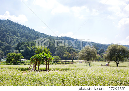 RF photo - flower festival, buckwheat flower, cosmos, sunflower, blue sky, beautiful scenery 147 RF photo - flower festival, buckwheat flower, cosmos, sunflower, blue sky, beautiful scenery 147 37204861