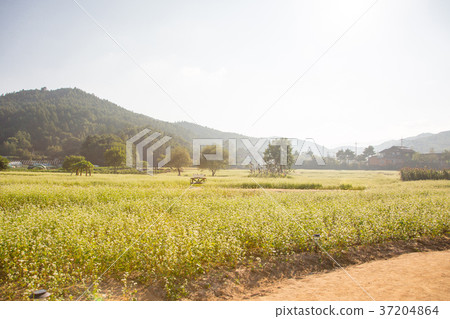 RF photo - flower festival, buckwheat flower, cosmos, sunflower, blue sky, beautiful scenery 145 RF photo - flower festival, buckwheat flower, cosmos, sunflower, blue sky, beautiful scenery 145 37204864