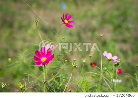 RF photo - flower festival, buckwheat flower, cosmos, sunflower, blue sky, beautiful scenery 140 RF photo - flower festival, buckwheat flower, cosmos, sunflower, blue sky, beautiful scenery 140 37204866