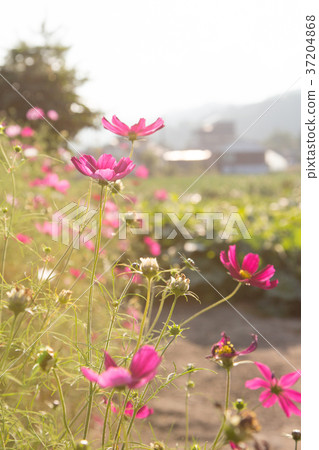 RF photo - flower festival, buckwheat flower, cosmos, sunflower, blue sky, beautiful scenery 124 RF photo - flower festival, buckwheat flower, cosmos, sunflower, blue sky, beautiful scenery 124 37204868