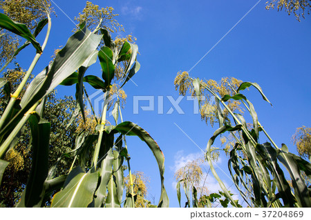 RF photo - flower festival, buckwheat flower, cosmos, sunflower, blue sky, beautiful scenery 122 RF photo - flower festival, buckwheat flower, cosmos, sunflower, blue sky, beautiful scenery 122 37204869
