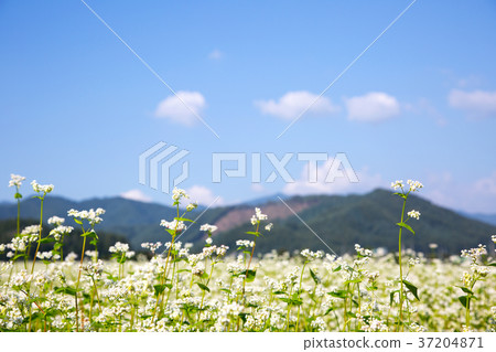 RF photo - flower festival, buckwheat flower, cosmos, sunflower, blue sky, beautiful scenery 119 RF photo - flower festival, buckwheat flower, cosmos, sunflower, blue sky, beautiful scenery 119 37204871