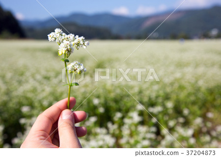 RF photo - flower festival, buckwheat flower, cosmos, sunflower, blue sky, beautiful scenery 116 RF photo - flower festival, buckwheat flower, cosmos, sunflower, blue sky, beautiful scenery 116 37204873