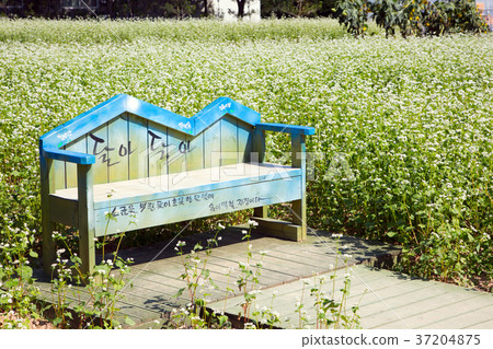 RF photo - flower festival, buckwheat flower, cosmos, sunflower, blue sky, beautiful scenery 136 RF photo - flower festival, buckwheat flower, cosmos, sunflower, blue sky, beautiful scenery 136 37204875