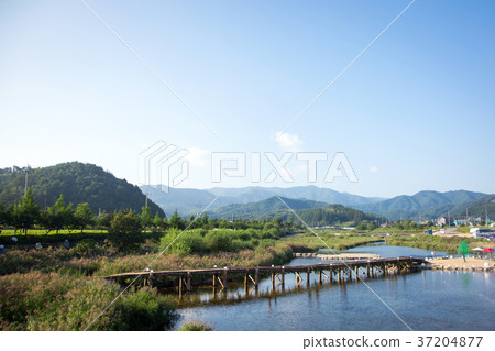 RF photo - flower festival, buckwheat flower, cosmos, sunflower, blue sky, beautiful scenery 139 RF photo - flower festival, buckwheat flower, cosmos, sunflower, blue sky, beautiful scenery 139 37204877
