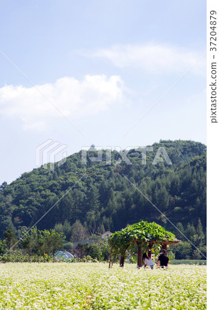 RF photo - flower festival, buckwheat flower, cosmos, sunflower, blue sky, beautiful scenery 135 RF photo - flower festival, buckwheat flower, cosmos, sunflower, blue sky, beautiful scenery 135 37204879