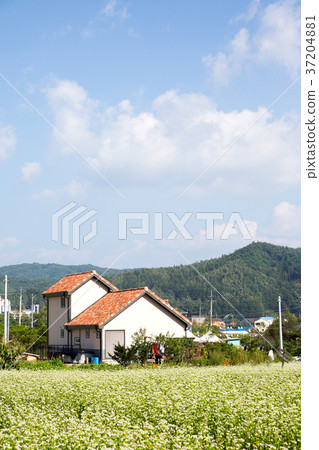 RF photo - flower festival, buckwheat flower, cosmos, sunflower, blue sky, beautiful scenery 127 RF photo - flower festival, buckwheat flower, cosmos, sunflower, blue sky, beautiful scenery 127 37204881