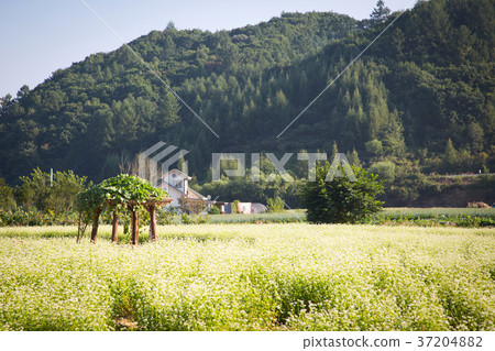 RF photo - flower festival, buckwheat flower, cosmos, sunflower, blue sky, beautiful scenery 113 RF photo - flower festival, buckwheat flower, cosmos, sunflower, blue sky, beautiful scenery 113 37204882