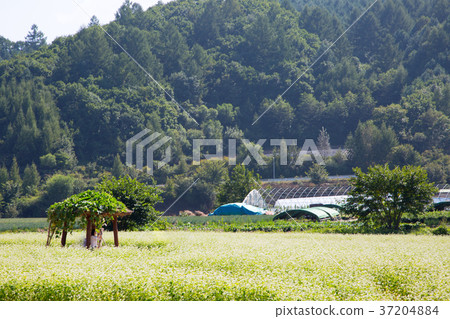 RF photo - flower festival, buckwheat flower, cosmos, sunflower, blue sky, beautiful scenery 137 RF photo - flower festival, buckwheat flower, cosmos, sunflower, blue sky, beautiful scenery 137 37204884