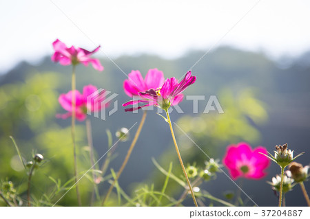 RF photo - flower festival, buckwheat flower, cosmos, sunflower, blue sky, beautiful scenery 110 RF photo - flower festival, buckwheat flower, cosmos, sunflower, blue sky, beautiful scenery 110 37204887
