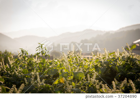 RF photo - flower festival, buckwheat flower, cosmos, sunflower, blue sky, beautiful scenery 125 RF photo - flower festival, buckwheat flower, cosmos, sunflower, blue sky, beautiful scenery 125 37204890