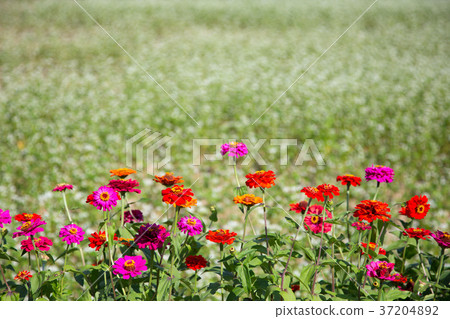 RF photo - flower festival, buckwheat flower, cosmos, sunflower, blue sky, beautiful scenery 133 RF photo - flower festival, buckwheat flower, cosmos, sunflower, blue sky, beautiful scenery 133 37204892