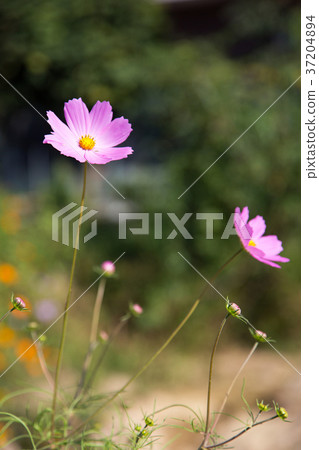 RF photo - flower festival, buckwheat flower, cosmos, sunflower, blue sky, beautiful scenery 131 RF photo - flower festival, buckwheat flower, cosmos, sunflower, blue sky, beautiful scenery 131 37204894