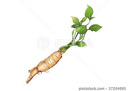 season food 002 season food 002 37204895