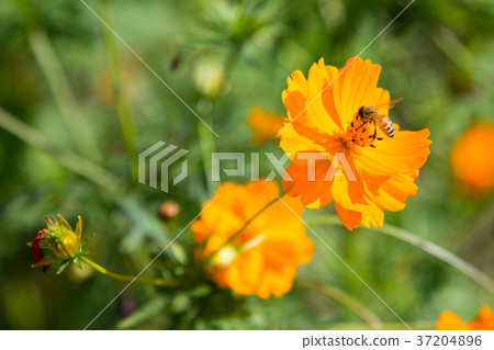 RF photo - flower festival, buckwheat flower, cosmos, sunflower, blue sky, beautiful scenery 117 37204896