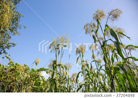 RF photo - flower festival, buckwheat flower, cosmos, sunflower, blue sky, beautiful scenery 130 RF photo - flower festival, buckwheat flower, cosmos, sunflower, blue sky, beautiful scenery 130 37204898