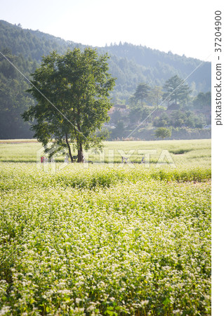 RF photo - flower festival, buckwheat flower, cosmos, sunflower, blue sky, beautiful scenery 112 RF photo - flower festival, buckwheat flower, cosmos, sunflower, blue sky, beautiful scenery 112 37204900