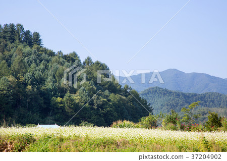 RF photo - flower festival, buckwheat flower, cosmos, sunflower, blue sky, beautiful scenery 132 RF photo - flower festival, buckwheat flower, cosmos, sunflower, blue sky, beautiful scenery 132 37204902