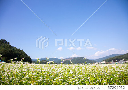 RF photo - flower festival, buckwheat flower, cosmos, sunflower, blue sky, beautiful scenery 101 RF photo - flower festival, buckwheat flower, cosmos, sunflower, blue sky, beautiful scenery 101 37204932
