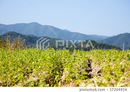 RF photo - flower festival, buckwheat flower, cosmos, sunflower, blue sky, beautiful scenery 123 RF photo - flower festival, buckwheat flower, cosmos, sunflower, blue sky, beautiful scenery 123 37204934