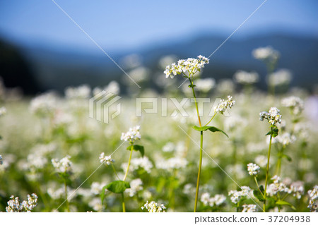 RF photo - flower festival, buckwheat flower, cosmos, sunflower, blue sky, beautiful scenery 097 RF photo - flower festival, buckwheat flower, cosmos, sunflower, blue sky, beautiful scenery 097 37204938