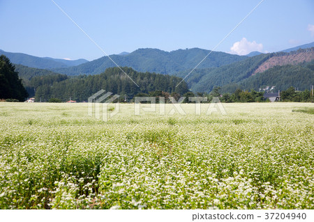 RF photo - flower festival, buckwheat flower, cosmos, sunflower, blue sky, beautiful scenery 121 RF photo - flower festival, buckwheat flower, cosmos, sunflower, blue sky, beautiful scenery 121 37204940