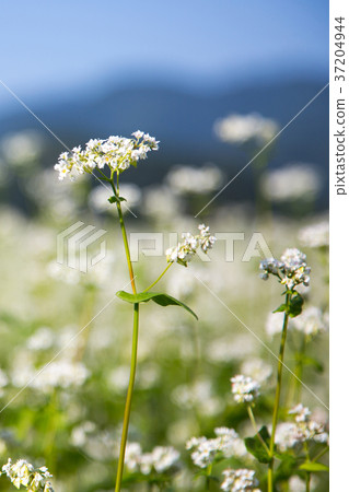 RF photo - flower festival, buckwheat flower, cosmos, sunflower, blue sky, beautiful scenery 120 RF photo - flower festival, buckwheat flower, cosmos, sunflower, blue sky, beautiful scenery 120 37204944