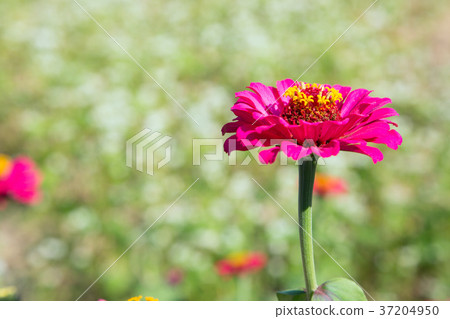 RF photo - flower festival, buckwheat flower, cosmos, sunflower, blue sky, beautiful scenery 094 RF photo - flower festival, buckwheat flower, cosmos, sunflower, blue sky, beautiful scenery 094 37204950