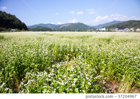 RF photo - flower festival, buckwheat flower, cosmos, sunflower, blue sky, beautiful scenery 085 RF photo - flower festival, buckwheat flower, cosmos, sunflower, blue sky, beautiful scenery 085 37204967