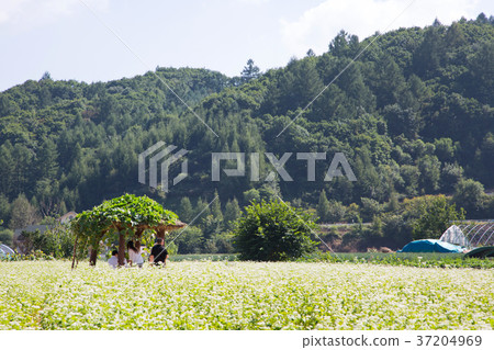 RF photo - flower festival, buckwheat flower, cosmos, sunflower, blue sky, beautiful scenery 084 RF photo - flower festival, buckwheat flower, cosmos, sunflower, blue sky, beautiful scenery 084 37204969