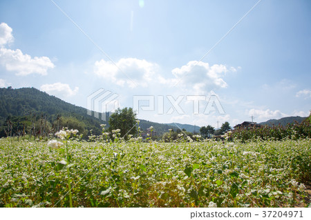 RF photo - flower festival, buckwheat flower, cosmos, sunflower, blue sky, beautiful scenery 083 RF photo - flower festival, buckwheat flower, cosmos, sunflower, blue sky, beautiful scenery 083 37204971