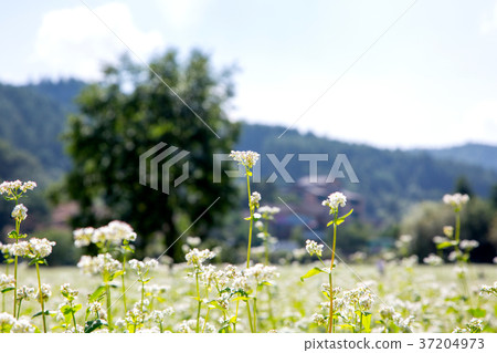 RF photo - flower festival, buckwheat flower, cosmos, sunflower, blue sky, beautiful scenery 082 RF photo - flower festival, buckwheat flower, cosmos, sunflower, blue sky, beautiful scenery 082 37204973