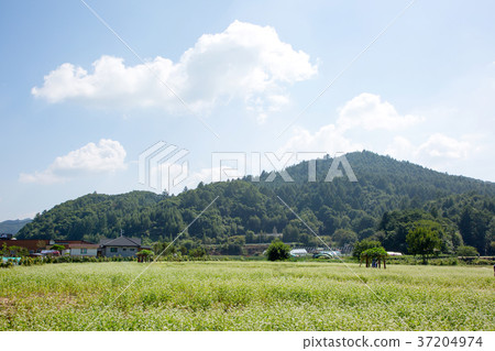 RF photo - flower festival, buckwheat flower, cosmos, sunflower, blue sky, beautiful scenery 081 RF photo - flower festival, buckwheat flower, cosmos, sunflower, blue sky, beautiful scenery 081 37204974