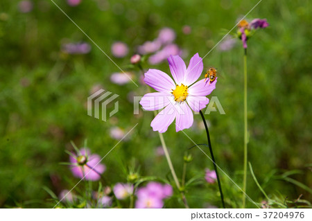RF photo - flower festival, buckwheat flower, cosmos, sunflower, blue sky, beautiful scenery 080 RF photo - flower festival, buckwheat flower, cosmos, sunflower, blue sky, beautiful scenery 080 37204976