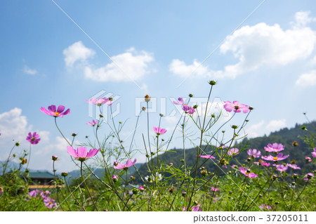 RF photo - flower festival, buckwheat flower, cosmos, sunflower, blue sky, beautiful scenery 070 37205011