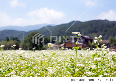 RF photo - flower festival, buckwheat flower, cosmos, sunflower, blue sky, beautiful scenery 051 RF photo - flower festival, buckwheat flower, cosmos, sunflower, blue sky, beautiful scenery 051 37205013