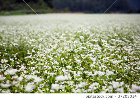 RF photo - flower festival, buckwheat flower, cosmos, sunflower, blue sky, beautiful scenery 062 37205014
