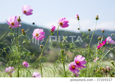 RF photo - flower festival, buckwheat flower, cosmos, sunflower, blue sky, beautiful scenery 040 37205017