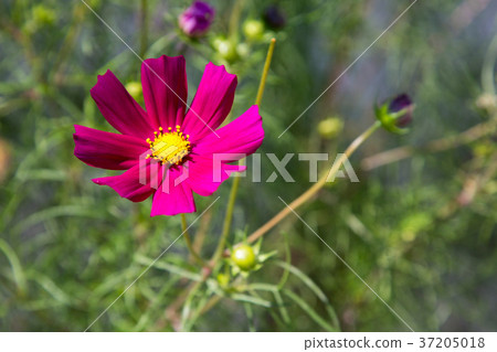 RF photo - flower festival, buckwheat flower, cosmos, sunflower, blue sky, beautiful scenery 063 RF photo - flower festival, buckwheat flower, cosmos, sunflower, blue sky, beautiful scenery 063 37205018
