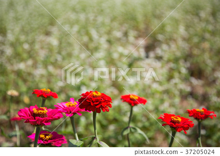 RF photo - flower festival, buckwheat flower, cosmos, sunflower, blue sky, beautiful scenery 059 37205024