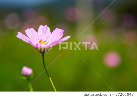 RF photo - flower festival, buckwheat flower, cosmos, sunflower, blue sky, beautiful scenery 057 RF photo - flower festival, buckwheat flower, cosmos, sunflower, blue sky, beautiful scenery 057 37205042
