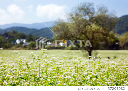 RF photo - flower festival, buckwheat flower, cosmos, sunflower, blue sky, beautiful scenery 044 RF photo - flower festival, buckwheat flower, cosmos, sunflower, blue sky, beautiful scenery 044 37205082