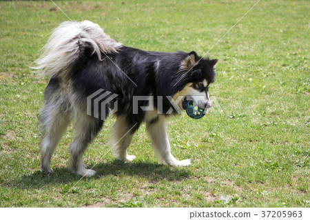 walk with dog 069 37205963