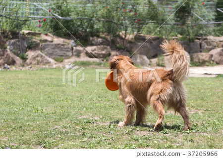walk with dog 062 walk with dog 062 37205966
